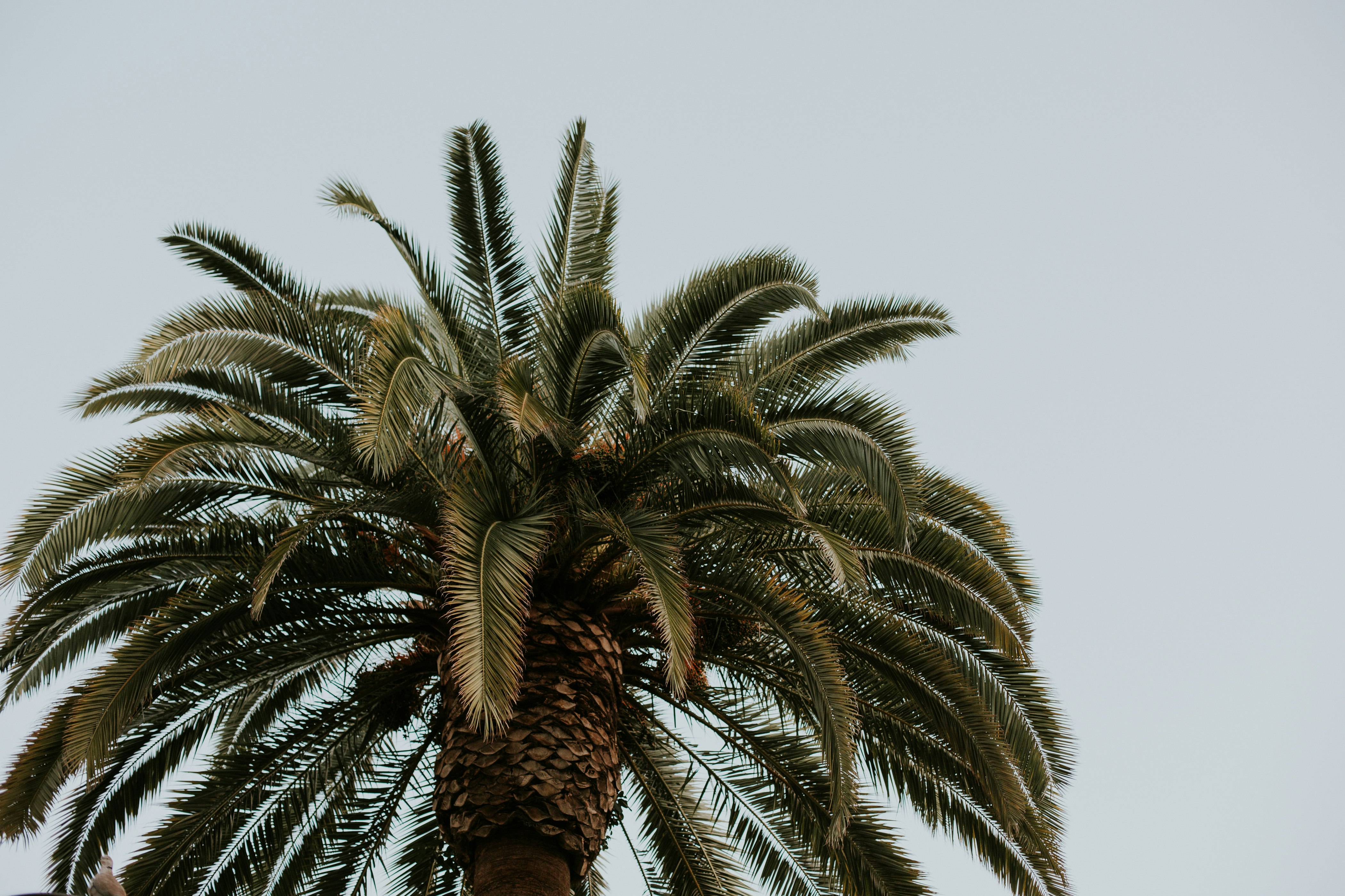 green palm tree during daytime